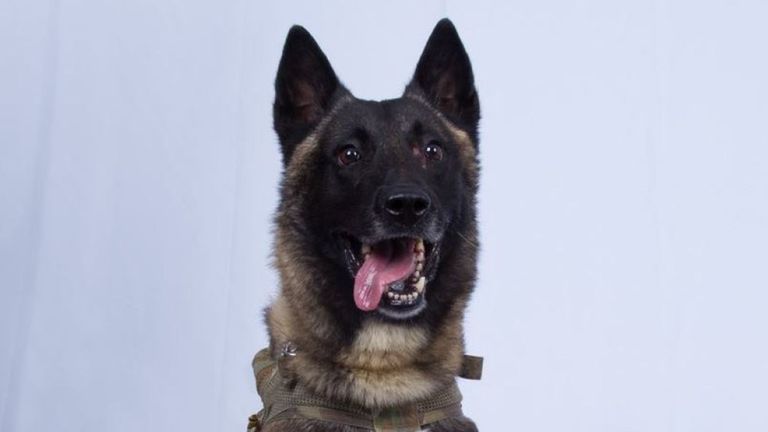 Le chien a été légèrement blessé lors du raid
