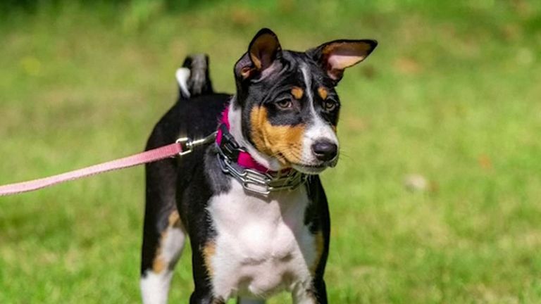 L’insémination artificielle a été utilisée pour donner naissance aux chiens