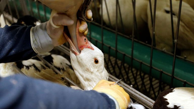 Un canard est nourri au foie gras par un éleveur de volaille en France