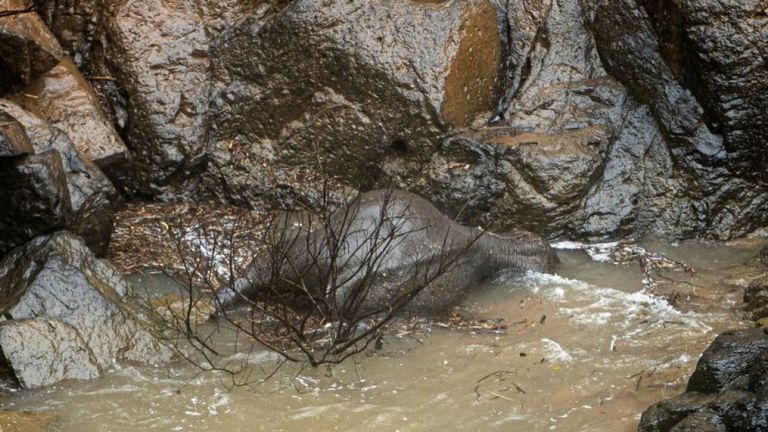 Les éléphants sont morts au parc national de Khao Yai au centre de la Thaïlande