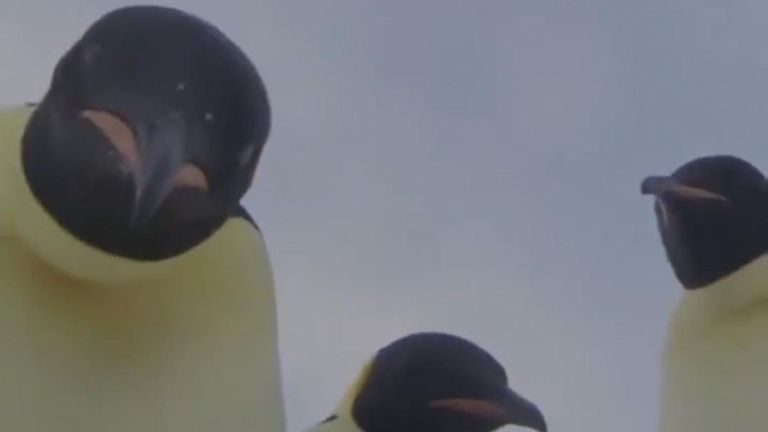 Manchots empereurs inspectent une caméra en Antarctique
