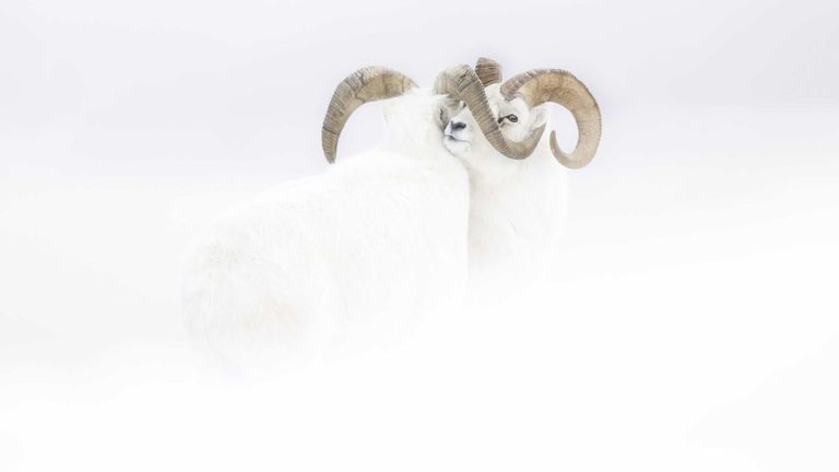 Pic: Jeremie Villet / Photographe animalier de l'année