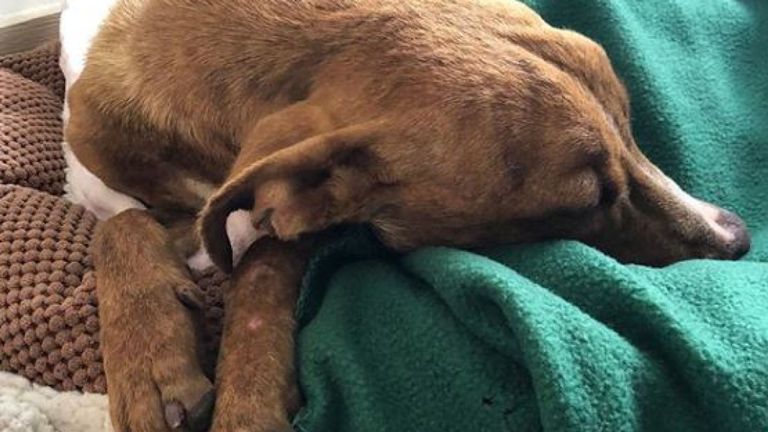 Miracle aura besoin d'une thérapie pour l'aider à marcher à nouveau. Photo: Sauvetage dans un ranch