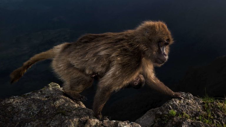 Pic: Riccardo Marchegiani / Photographe animalier de l'année