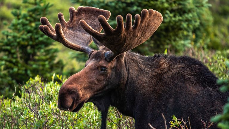 Colorado Bull Moose - Photo