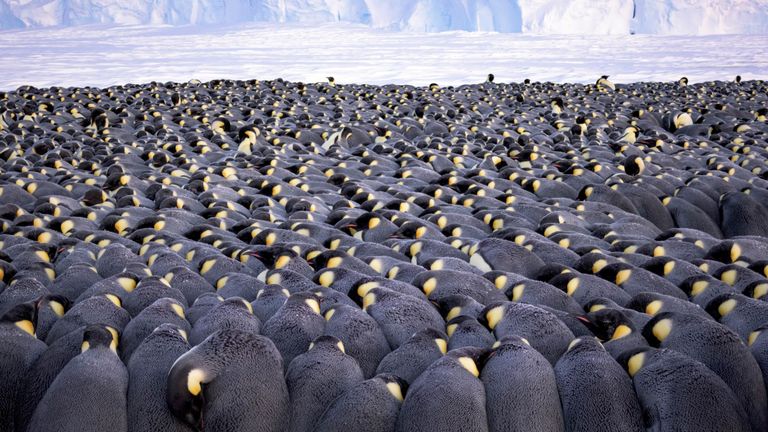 Pic: Stefan Christmann / Photographe animalier de l'année