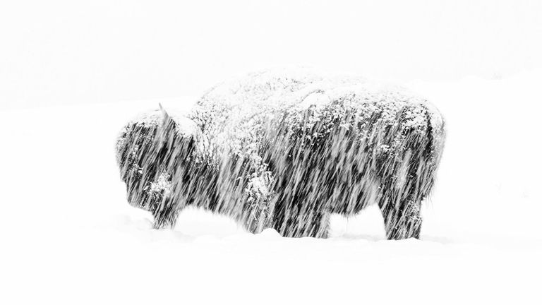 Pic: Max Waugh / Photographe animalier de l'année