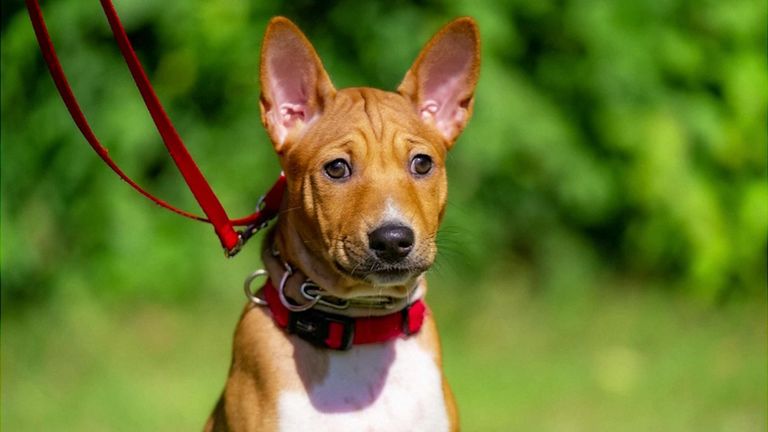 On dit que tous les chiens sont en bonne santé