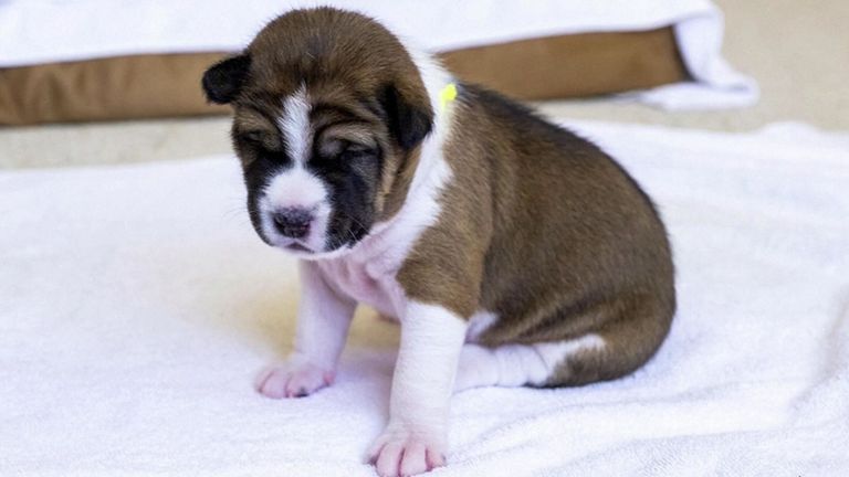 Trois des chiots sont nés en septembre