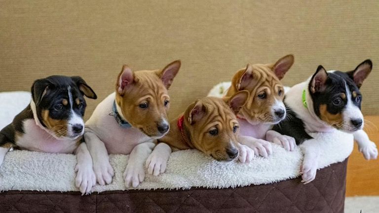 Cinq des chiens sont nés en juin