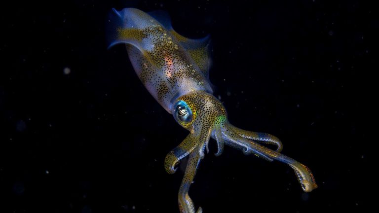 Pic: Cruz Erdmann / Photographe animalier de l'année