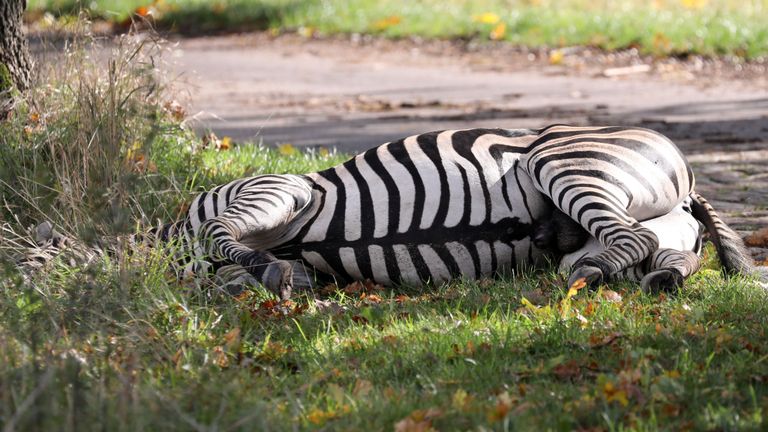 Un zèbre est mort au bord de la route après avoir été abattu près de Liepen, dans le nord-est de l'Allemagne