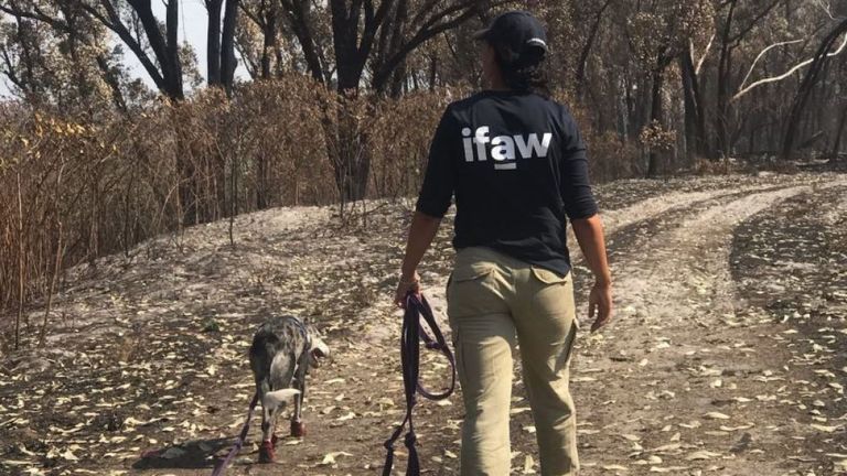 Mettez-vous au poatrol avec l'un des membres d'IFAW. Pic: IFAW / Facebook