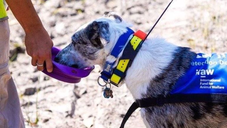 Environ 350 koalas seraient tués dans les feux de brousse qui ravagent l’Australie. Pic: IFAW / Facebook