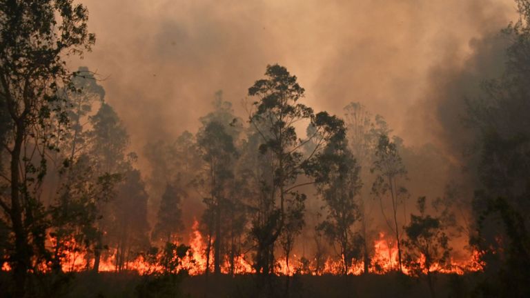 Les feux de forêt ont balayé la Nouvelle-Galles du Sud