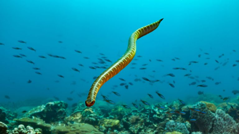 Des serpents marins à bandes noires se rencontrent dans l'océan Pacifique