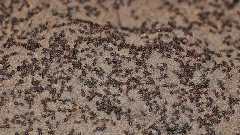 Fourmis cannibales. Pic: Wojciech Stephan