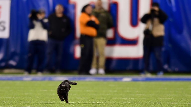 Le chat a fait les gros titres après avoir retardé le jeu de cinq minutes