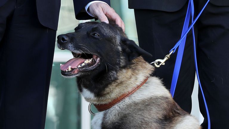 Conan le chien
