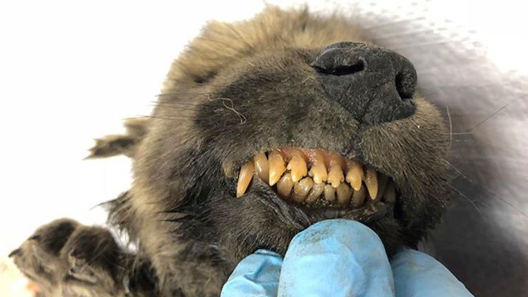 Son nez et ses dents sont remarquablement intacts. Pic: Sergey Fedorov / Siberian Times
