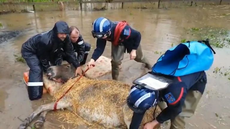 Une équipe de secours pour animaux du service d'incendie local a sauvé deux ânes d'un champ inondé dans le sud-est de la France.