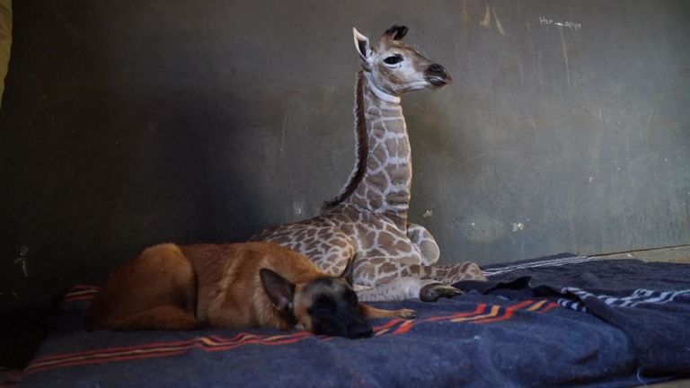 Un chien d'Afrique du Sud s'est lié d'amitié avec une petite girafe qui avait été abandonnée à la naissance, sauvée et emmenée dans un orphelinat local