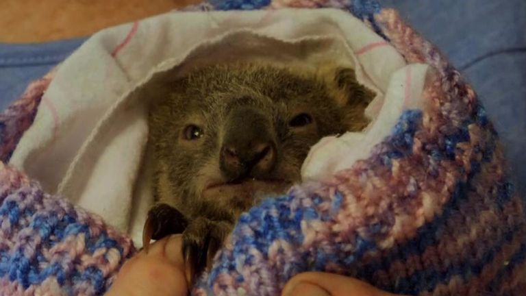 La population australienne de koala a été dévastée par des feux de brousse