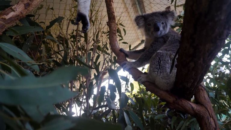 KOALAS 