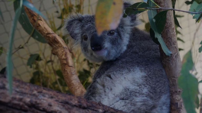 KOALAS