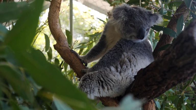 KOALAS