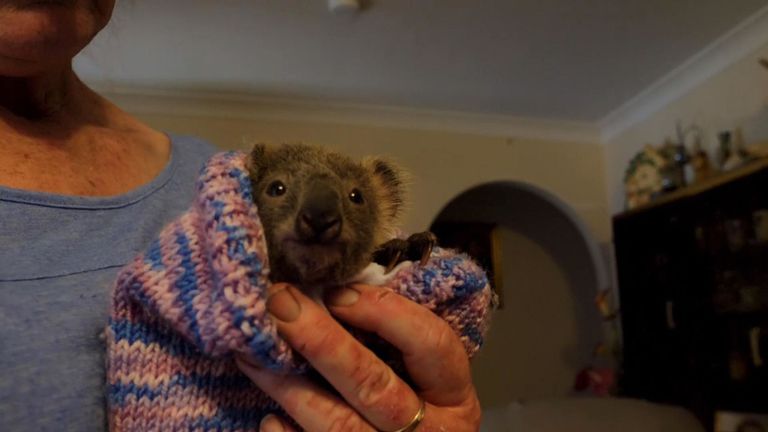 KOALAS