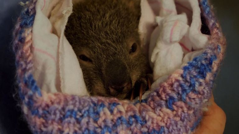 KOALAS