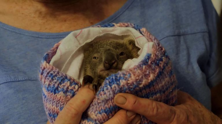 KOALAS