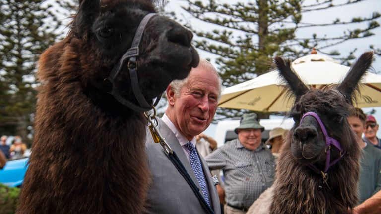 Le prince Charles a rencontré deux lamas, Max et Legend, lors de sa visite
