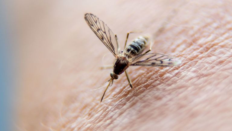 Le parasite du paludisme se transmet par la piqûre de moustiques infectés