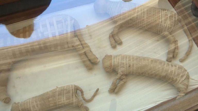 Le ministère égyptien des Antiquités a révélé samedi des détails sur des momies animales récemment découvertes, mentionnant notamment deux lionceaux ainsi que plusieurs crocodiles, oiseaux et chats.