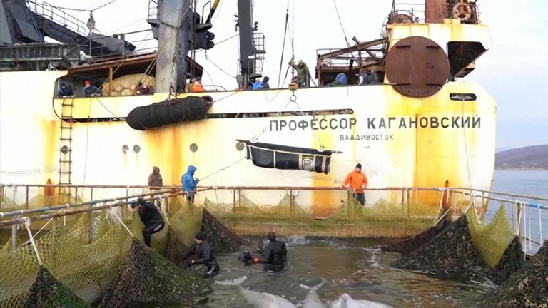 La Russie déclare avoir achevé ses opérations pour libérer le dernier des baleines capturées dans la nature