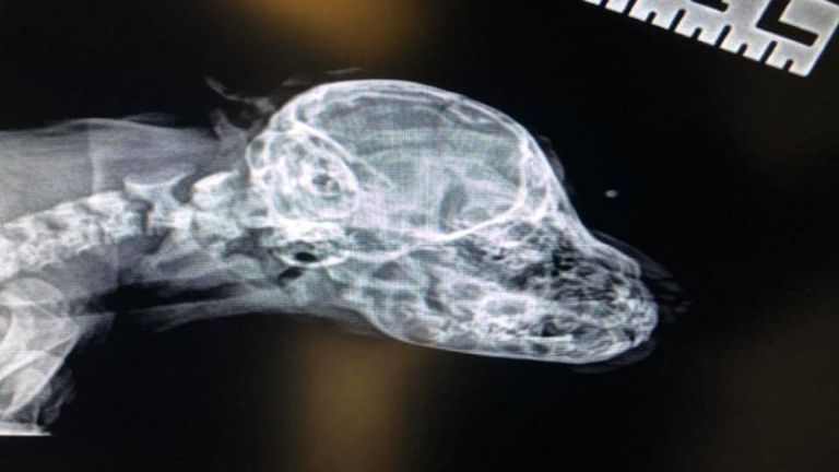 Une radiographie a montré que la queue n'était reliée à rien. Pic: Mac le Pitbull / Facebook