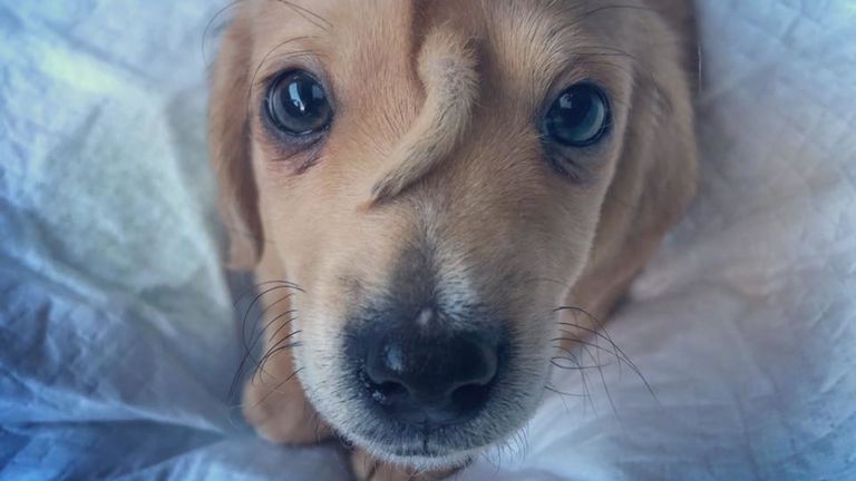 Narwhal le chiot a une queue supplémentaire sur son visage. Pic: Mac le Pitbull / Facebook