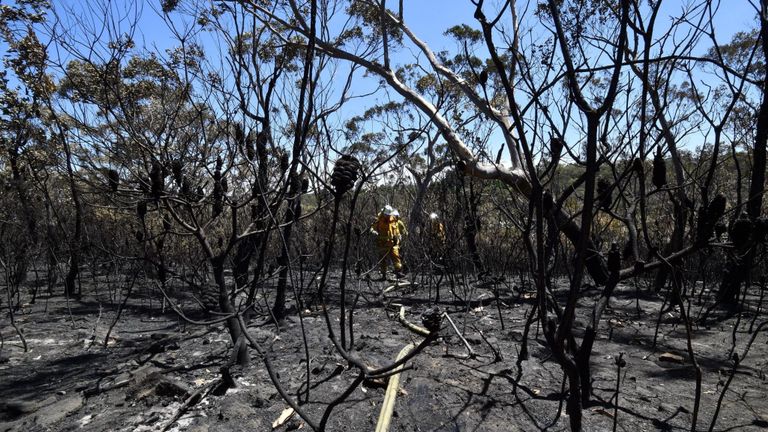 Les pompiers procèdent à l'attaque de feux de brousse dans la zone résidentielle de Woodford à Blue Mountains le 12 novembre 2019