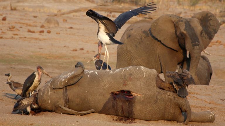 Des vautours entourent une carcasse d’éléphant à un point d’arrosage du parc national de Hwange au Zimbabwe