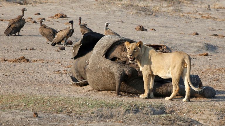 Un lion profite d'un éléphant mort à un point d'eau