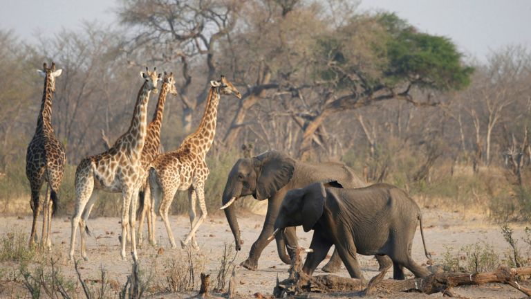 Tous les animaux dans les parcs du Zimbabwe ont été touchés par la sécheresse