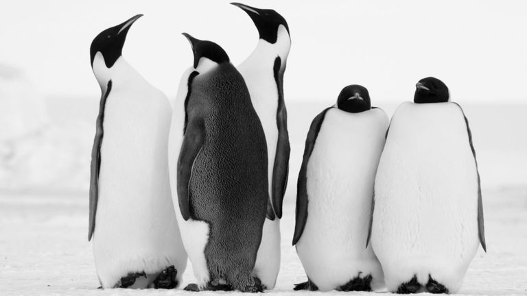 Manchots empereurs en Antarctique