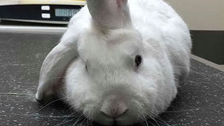 Document non daté RSPCA photo de Wonky le lapin à oreilles lop, qui ressemble à une licorne en raison d'une oreille bancale qui se tient debout sur sa tête, cherche une maison. Le personnel de la succursale RSPCA Milton Keynes & North Bucks espère que le look inhabituel de l'enfant de quatre ans lui donnera un nouveau propriétaire à temps pour Noël. Photo PA. Date d'émission: samedi 7 décembre 2019. Le crédit photo doit se lire: RSPCA / PA Wire..NOTE AUX RÉDACTEURS EN CHEF: Cette photo à distribuer ne peut être utilisée qu'à des fins de reportage éditorial pour l'illustration contemporaine d'événements, de choses ou des personnes sur l'image ou faits mentionnés dans la légende. La réutilisation de l'image peut nécessiter une autorisation supplémentaire du titulaire du droit d'auteur. 