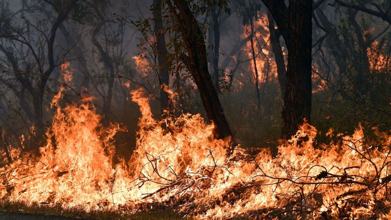 Des flammes provenant de mesures de brûlage arrière, utilisées pour protéger les zones résidentielles contre les incendies de brousse, sont observées dans la région de Mangrove sur la côte centrale, à environ 90-110 kilomètres au nord de Sydney, le 7 décembre 2019.