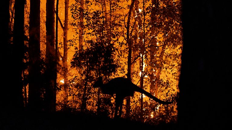 Un kangourou échappe aux flammes à Colo Heights
