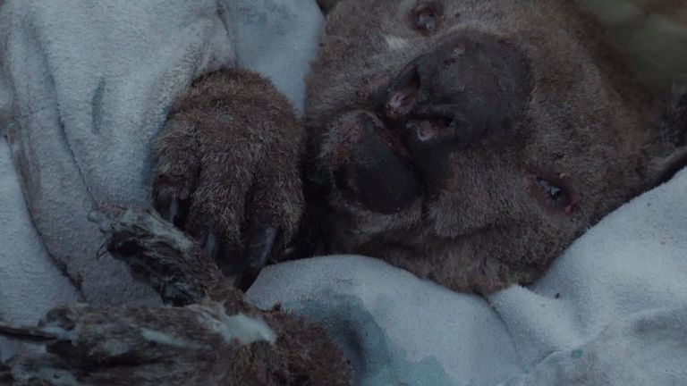 Des millions d'animaux, dont des koalas, ont été tués ou blessés dans les incendies