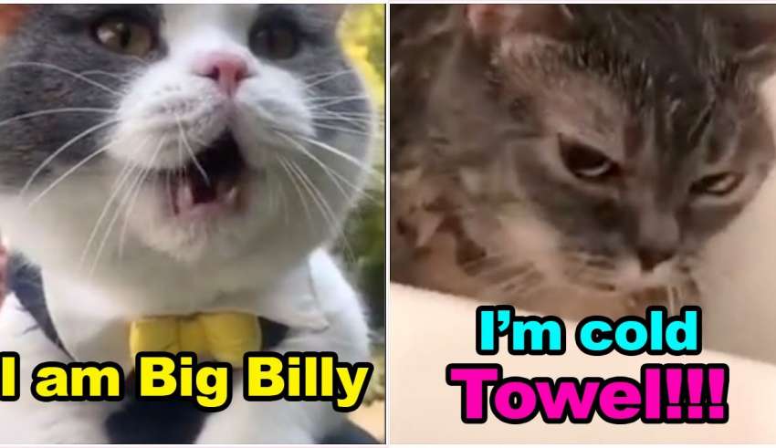 Ces chats peuvent parler anglais mieux que Hooman