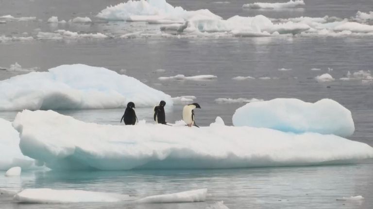 La quantité de plastique met la vie en Antarctique encore plus stressée